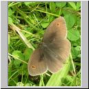 Maniola jurtina - Grosses Ochsenauge 07.jpg